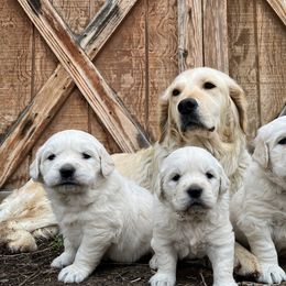 Golden Retriever Puppies from The Wildfire Ranch