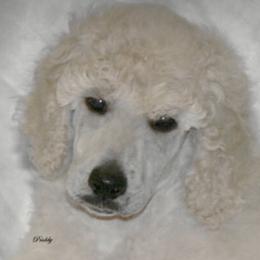 Poodle puppies from Antigua Standard Poodles
