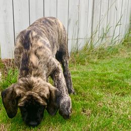 Mastiff Puppies from Eagle Pond Mastiffs