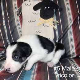 Boy 5 - Manny - Black and white male Border Collie puppy in Liverpool, Pennsylvania from Breezy Acres Stock & Sporting Dogs
