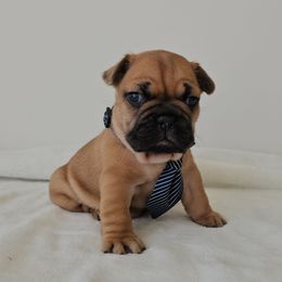 Hopper - Fawn male French Bulldog puppy in Utah from Perfect Fit Frenchies