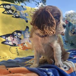 Cavalier King Charles Spaniel Puppies from Purple Moon Cavaliers