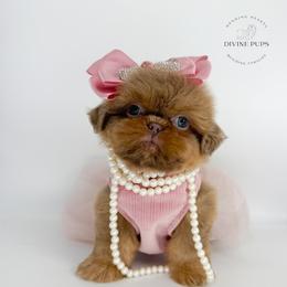 Ebell - Lilac female Shih Tzu puppy in League City, Texas from Divine Pups