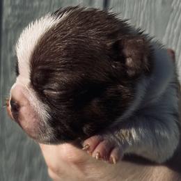 Bootsies red girl - Red female Boston Terrier puppy in Yakima, Washington from Barnett’s AKC Boston Terriers