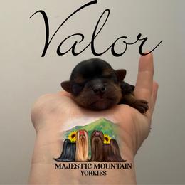 Valor - Black and gold male Yorkshire Terrier puppy in Baker, West Virginia from Majestic Mountain Yorkies