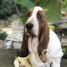 Georgia  - Basset Hound