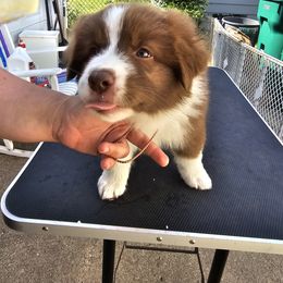 Australian Shepherd Puppies from Starlit Grove Australian Shepherds