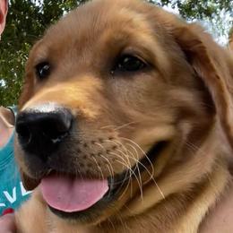 Lincoln - Yellow male Labrador Retriever puppy in Queen Creek, Arizona from Lucy’s Labradors