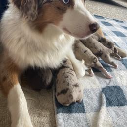 Miniature American Shepherd and Miniature Australian Shepherd Puppies from Husker Mini Aussies