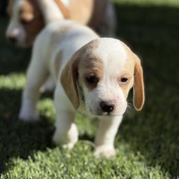 Green Collar-Zero - Red and white male Beagle puppy in Las Vegas, Nevada from Hound Kings