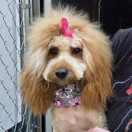 Ivy - Cavapoo