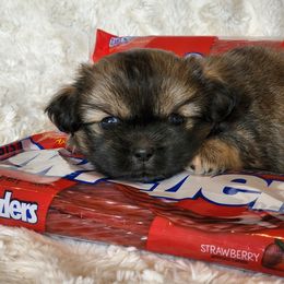 Tibetan Spaniel Puppies from Trillium Tibetan Spaniels