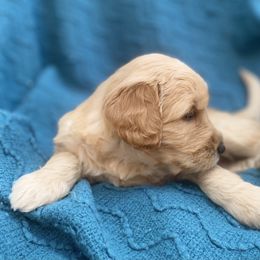 Australian Labradoodle Puppies from Salona- Australian Labradoodles of North America