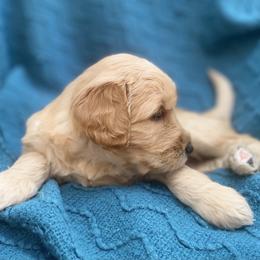Australian Labradoodle Puppies from Salona- Australian Labradoodles of North America
