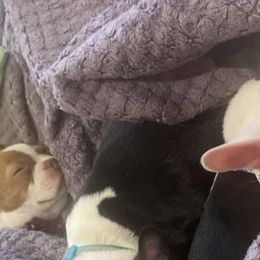 Boston Terriers from Tanisha’s Boston Terriers