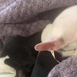 Boston Terriers from Tanisha’s Boston Terriers