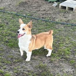 Boy 1 - Pembroke Welsh Corgi puppy from Delgado’s Corgi’s
