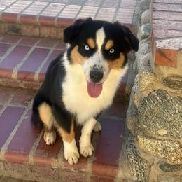 Reigna - Miniature Australian Shepherd
