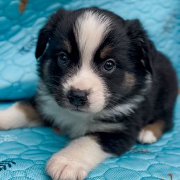 Boy 2 - Black tri male Miniature Australian Shepherd puppy in Helmville, Montana from CKO Country Road Aussies