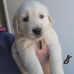 Derek - Golden male Golden Retriever puppy in Lucasville, Ohio from Halo Kennels
