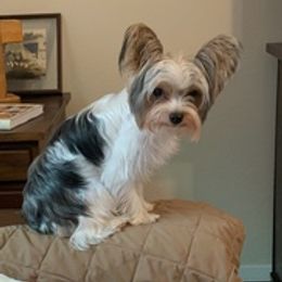 Yorkshire Terriers from Price'sPartiYorkie
