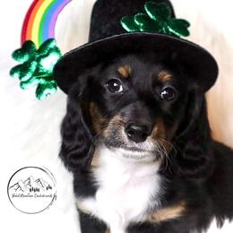 Dachshund Puppies from Bald Mountain Dachshunds