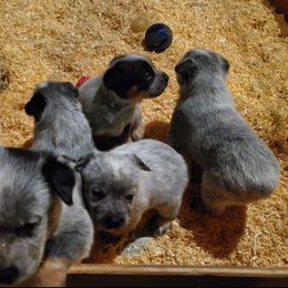Australian Cattle Dog and Pembroke Welsh Corgi Puppies from Leatherman Quarter Horses