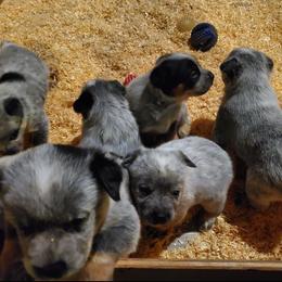 Australian Cattle Dog and Pembroke Welsh Corgi Puppies from Leatherman Quarter Horses