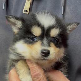 Domino - Black and white female Pomsky puppy in Spring Hill, Florida from PDQ Pomskies