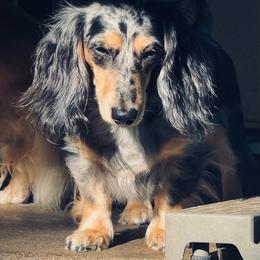 Panda - Dachshund