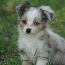 Miniature Australian Shepherd and Toy Australian Shepherd Puppies from Caprock Mini & Toy Aussies