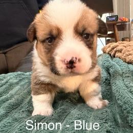 Simon - Blue Boy - Red male Pembroke Welsh Corgi puppy in Woodinville, Washington from Heatherland Corgis