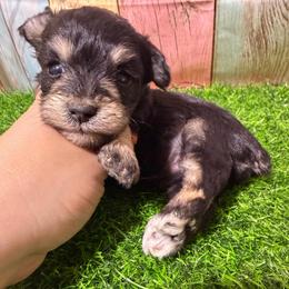 Oscar - Black and silver male Miniature Schnauzer puppy in Lufkin, Texas from C&K’s Schnauzer House