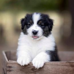 BTM 1 - Black tri-color male Australian Shepherd puppy in Elkton, Tennessee from Riverlook Australian Shepherds