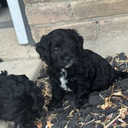Cavapoo and Shihpoo Puppies from Haus of Doodles