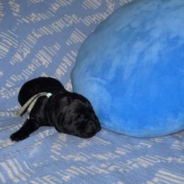 Teal Collar Female - Black female Labrador Retriever puppy in Kissimmee, Florida from SunState Labs