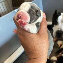 Puzzle - Blue male American Staffordshire Terrier puppy in Byron, Georgia from Lelani