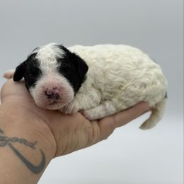 Stuffing - Parti male Poodle puppy in Greeneville, Tennessee from Smokey Mountain Sheepadoodles