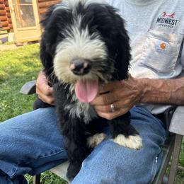 Neon green - Black and white female Sheepadoodle puppy in Eleva, Wisconsin from Molly’s Doodles
