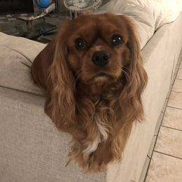 Rusty - Cavalier King Charles Spaniel