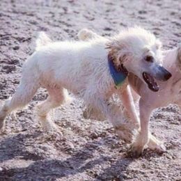 Collies and Poodles from Los Arteagas Collies & Standard Poodles