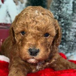 Rudolph - Poodle puppy in Savannah, Tennessee from Poodle Doodle Boyds