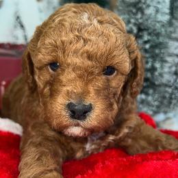 Rudolph - Poodle puppy in Savannah, Tennessee from Poodle Doodle Boyds