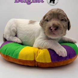 Beignet - Merle female Goldendoodle puppy in Ponchatoula, Louisiana from Real Life Furrytales