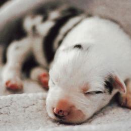 Wolfsbane - Blue merle male Border Collie puppy in Opelousas, Louisiana from Zahara Border Collies