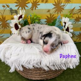 Daphne - Blue merle female Australian Shepherd puppy in El Dorado Springs, Missouri from OR Aussies
