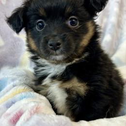 Leonard - Black tri male Toy Australian Shepherd puppy in Mount Airy, Georgia from North Georgia Gems