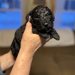 Fire - Black male Poodle puppy in St. Johnsbury, Vermont from Poodles of the Northern Woods
