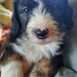 Fozzie - Black male Sheepadoodle puppy in Bellevue, Iowa from Fluffy Wonders Poms and Doodles