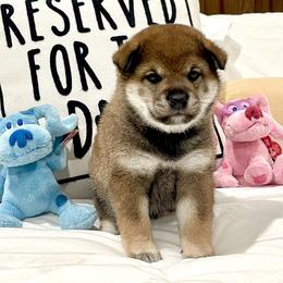 Boy 2 - Sesame male Shiba Inu puppy in Milton, Florida from Moonlight Shibas